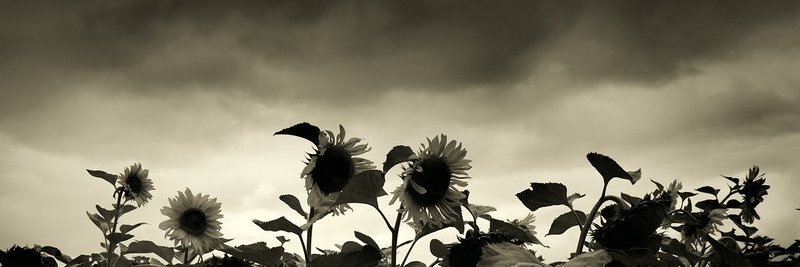 roadside_idiot's profile banner image