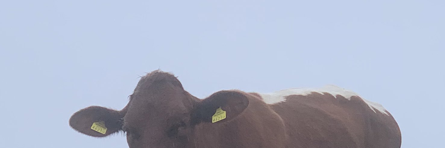 kspremberg's profile banner image