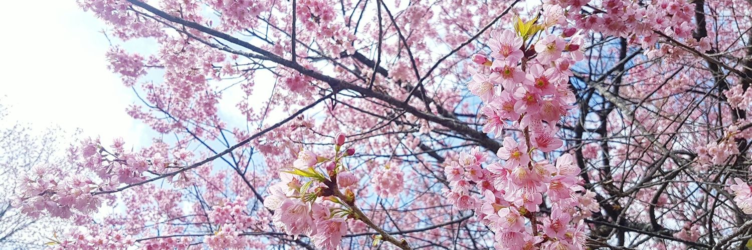 choijung_dp's profile banner image