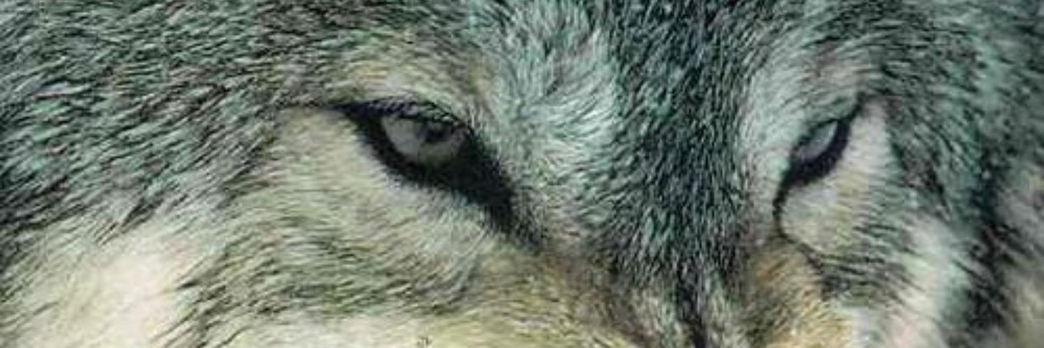claudiofele's profile banner image