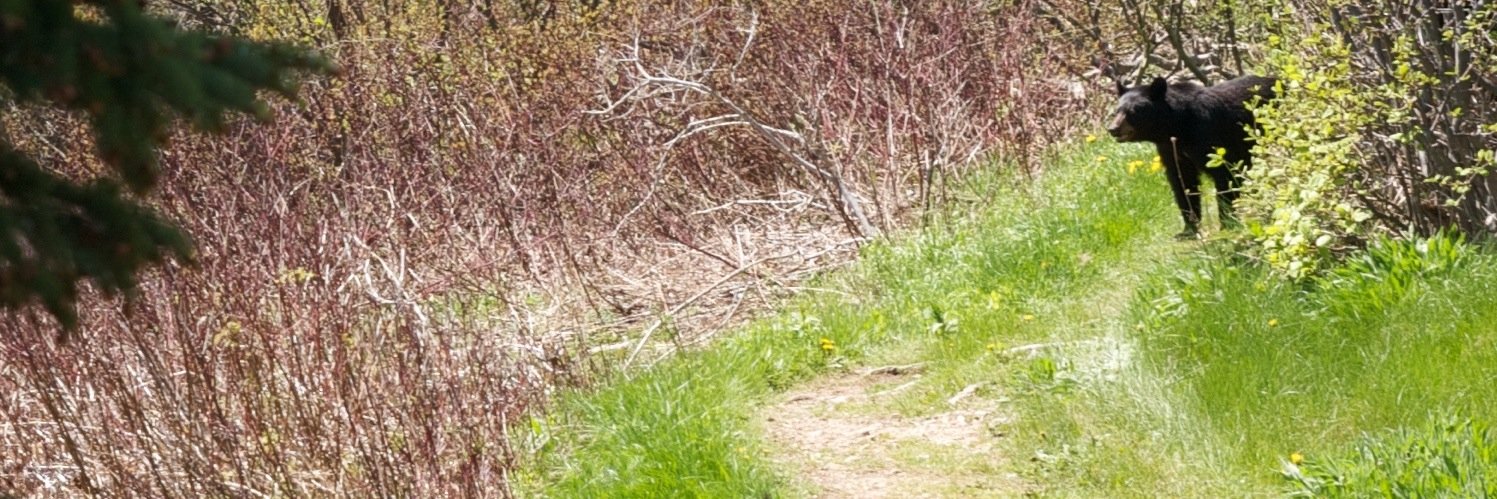 noliv's profile banner image