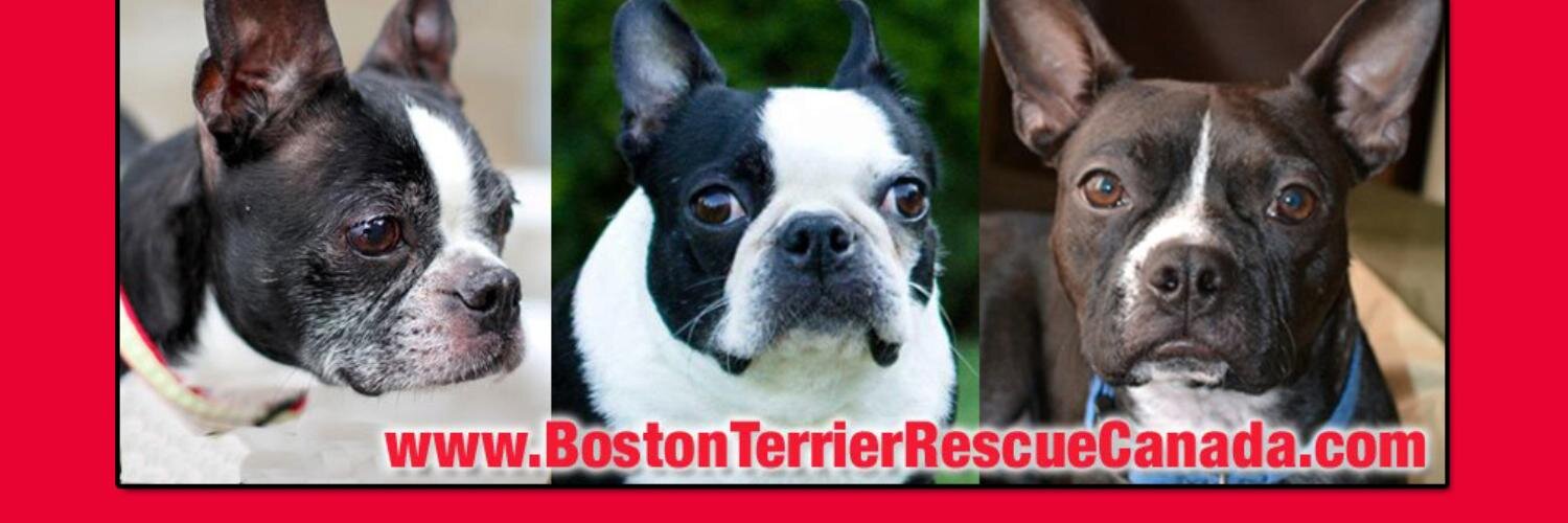 BostonTerrier Rescue banner
