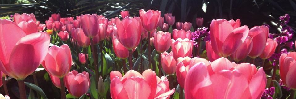 margot_white's profile banner image