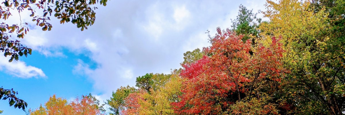 Avadhutika's profile banner image