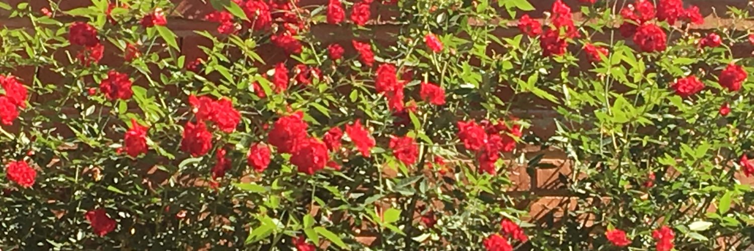 Natalia Enciso banner