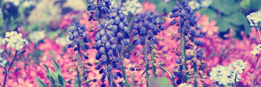 elsacota's profile banner image