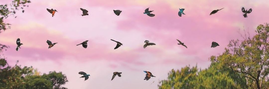 LauraFonck's profile banner image