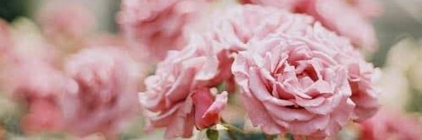 norhaslindanh Profile Banner