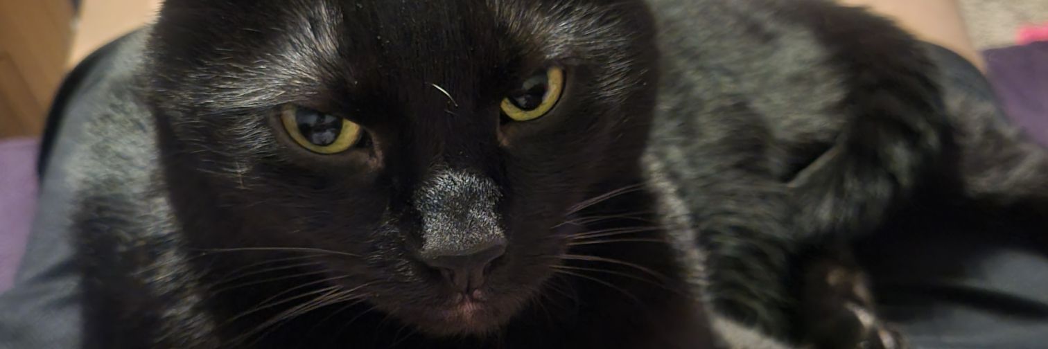 themommasteph's profile banner image