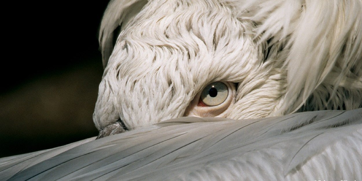 Greg Sämsa 🦝 banner