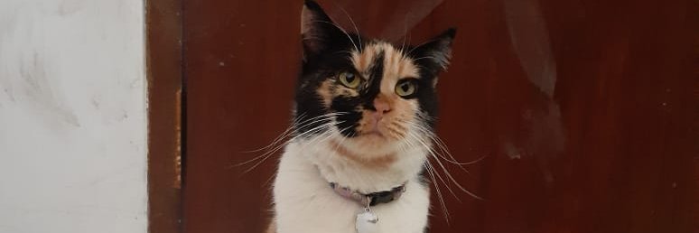 Annisa Hidayati P. banner