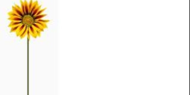 deborahshaler's profile banner image