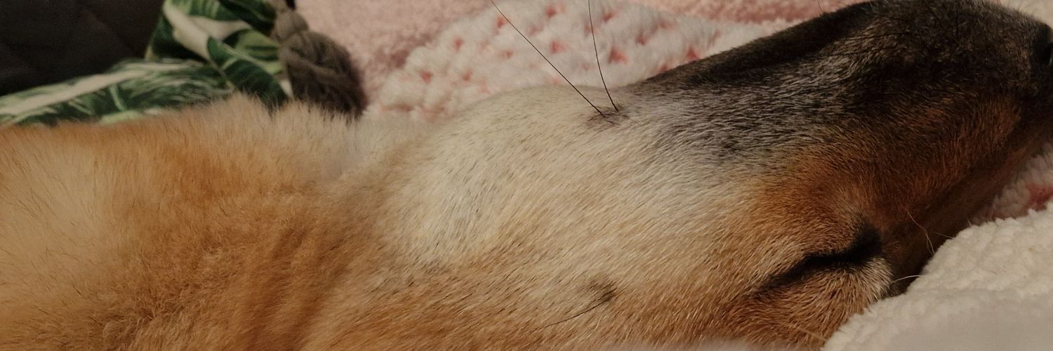 Beebeekex's profile banner image