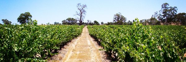 TheGrapeHunter Profile Banner