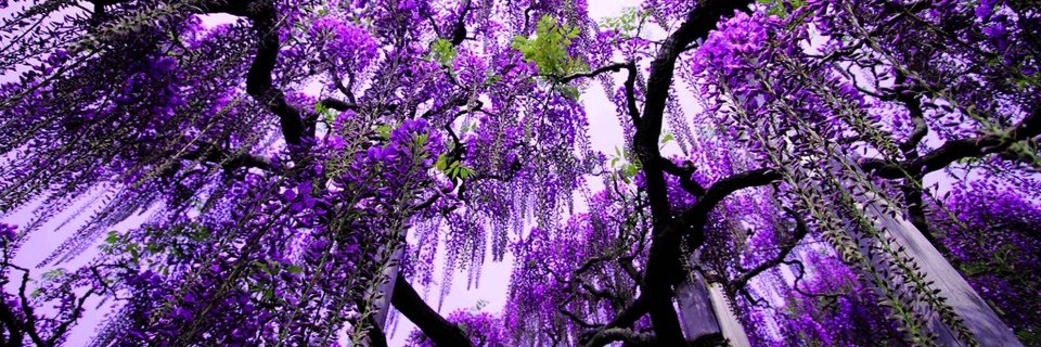 twittsmona's profile banner image