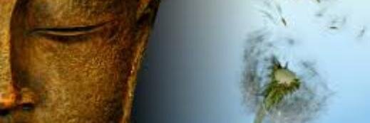 Yolotl's profile banner image