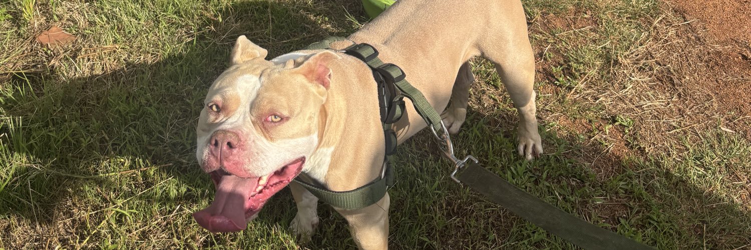 Timothee Charlamagne. banner