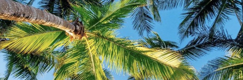 Sofie Wachtmeister banner