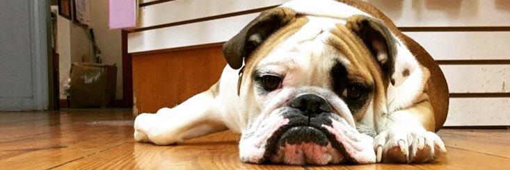 HamdenSportsCenter banner