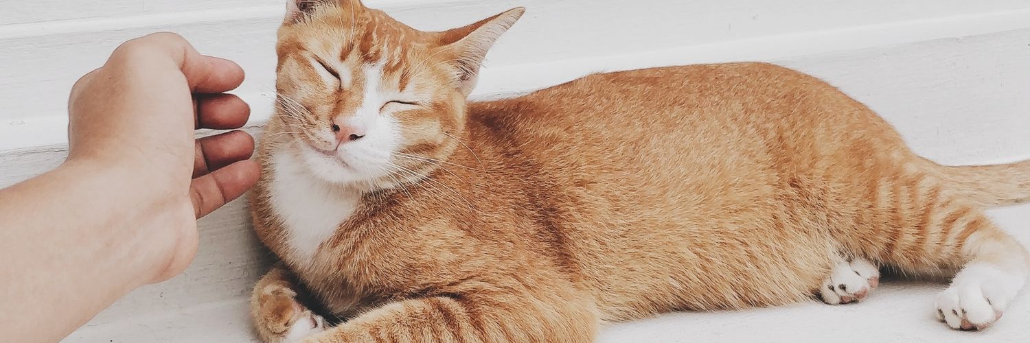 kiitkitt's profile banner image