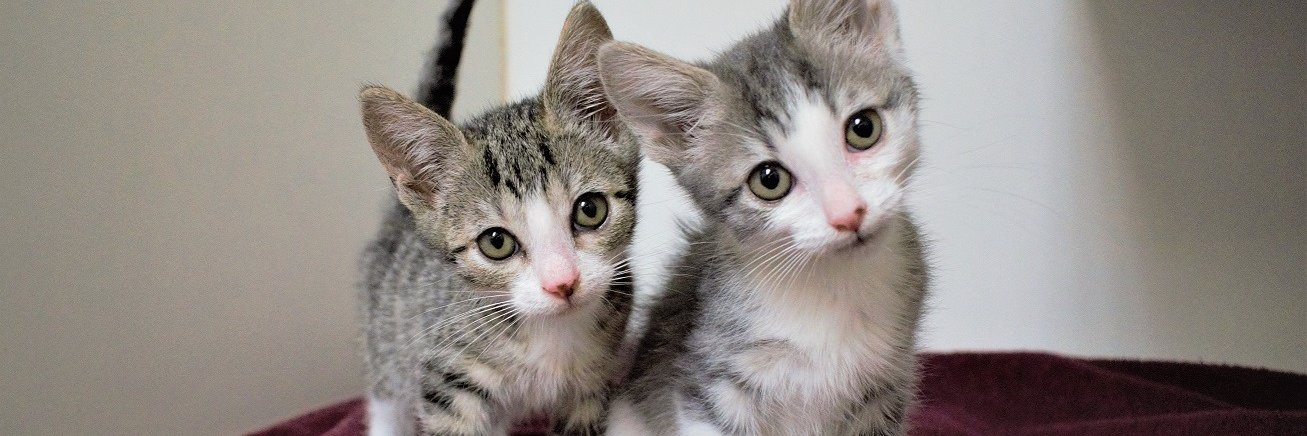 Berkeley Humane banner