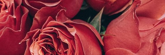 bárbara tá no tiktok @bacomvi banner