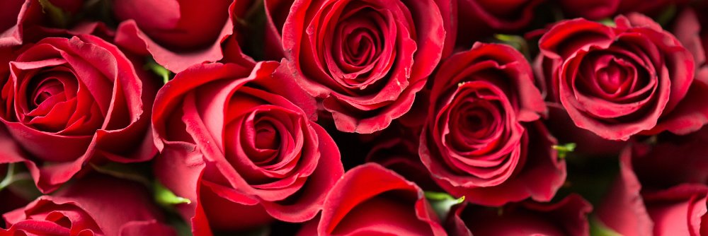 _RockyRose's profile banner image