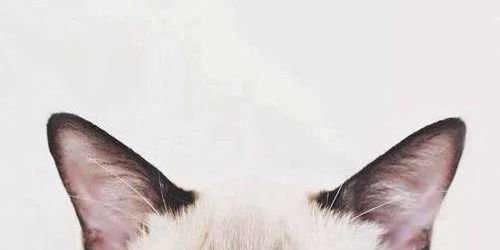 Guss_Harris's profile banner image