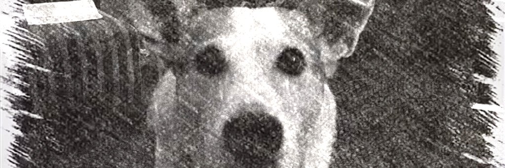 searzy8's profile banner image