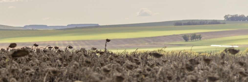 𝘔𝘢. 𝘝𝘪𝘳𝘨𝘪𝘯𝘪𝘢 𝘓𝘢𝘨𝘰𝘴 banner