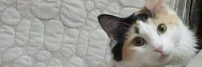 alba2006's profile banner image