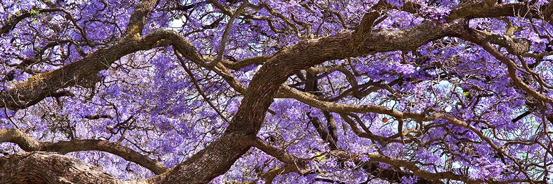 Angel ZobelRodriguez banner