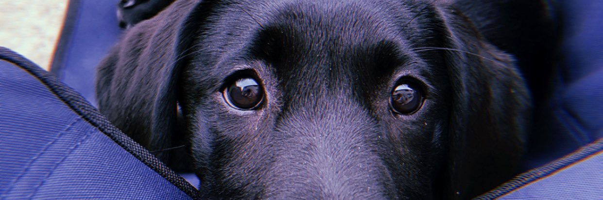 rachaeldonx's profile banner image
