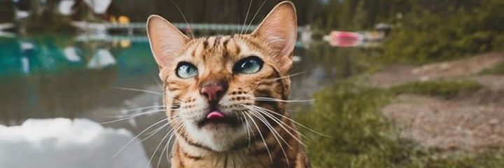 AlanMichell's profile banner image