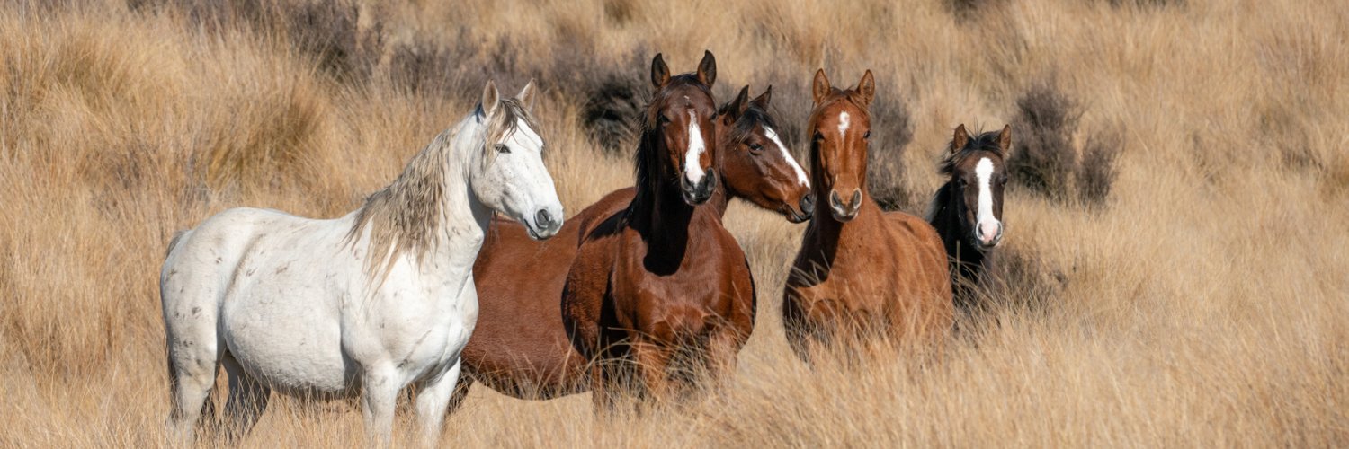 Kaimanawa's profile banner image
