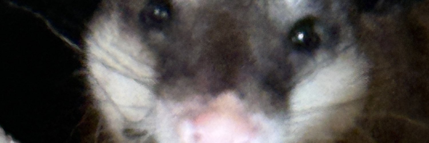 laura_sanchez02's profile banner image