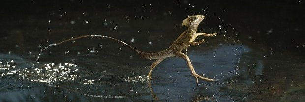 Eric J Schultz banner