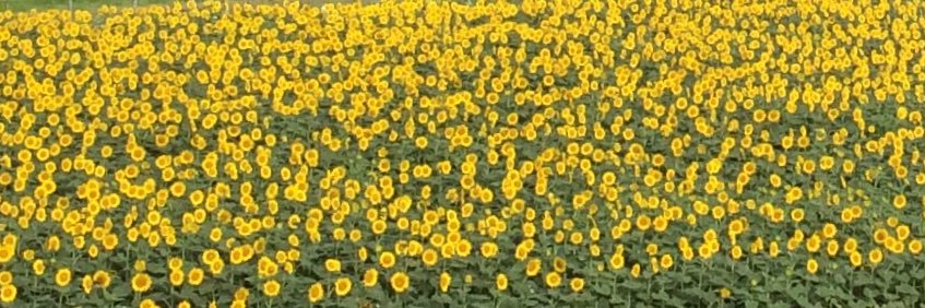 edchem's profile banner image
