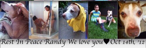 LoveAnimals247's profile banner image