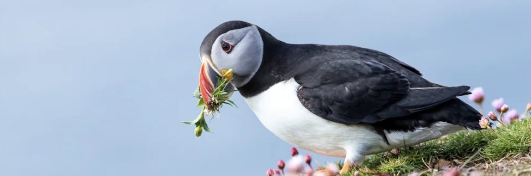 watchingpuffins's profile banner image
