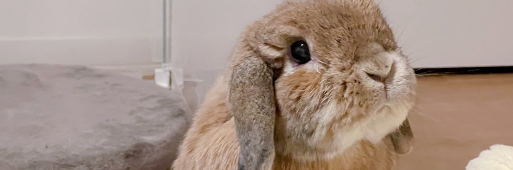 ふくだりょうこ banner