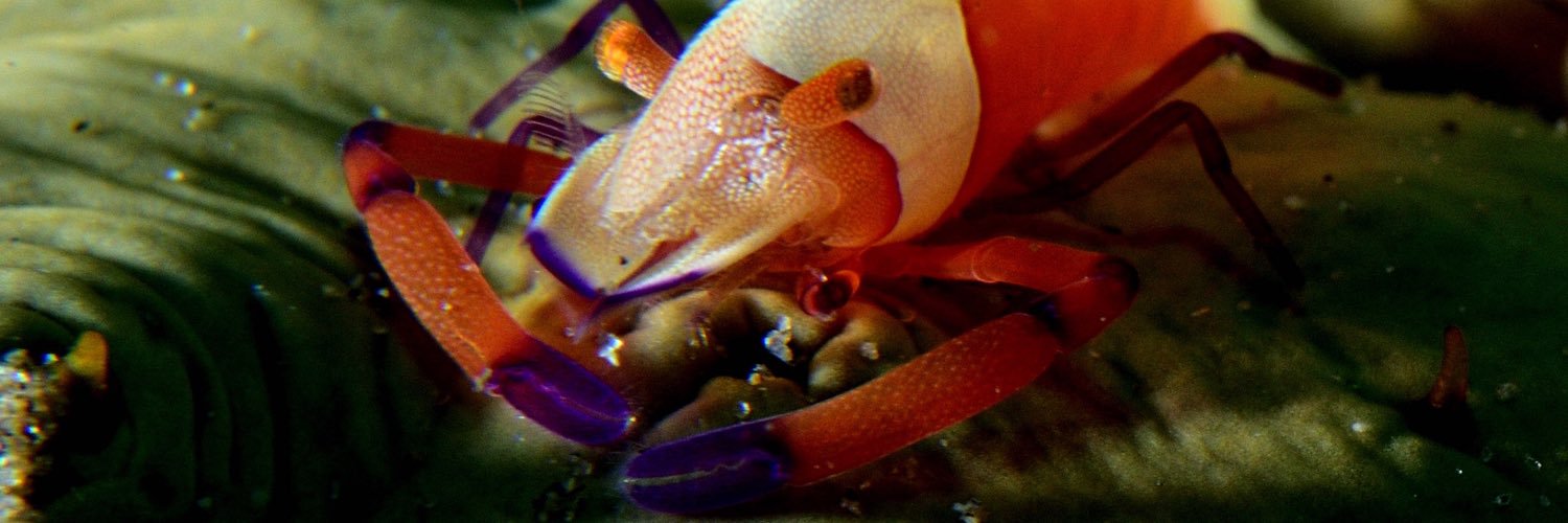 divejackdive's profile banner image