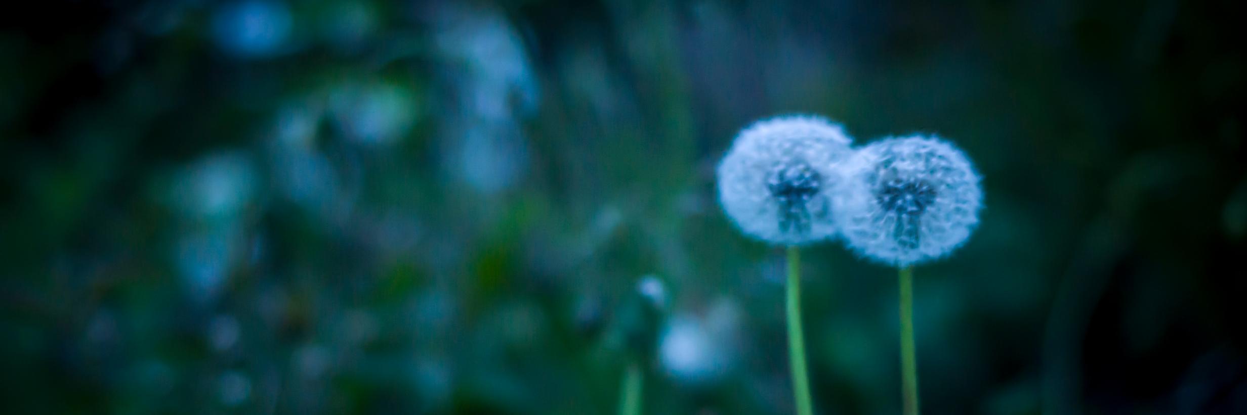 Claude Deschênes banner