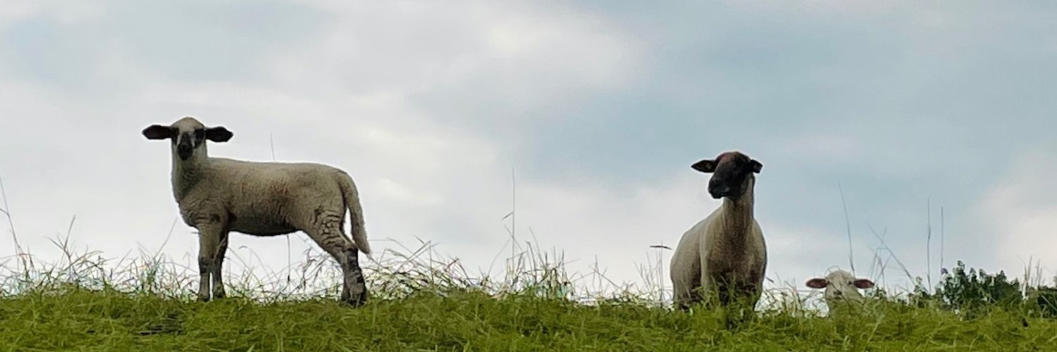 pundp's profile banner image