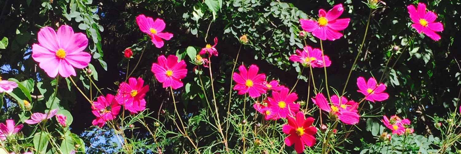 t_naao's profile banner image