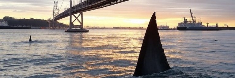 Marteen MacFly banner