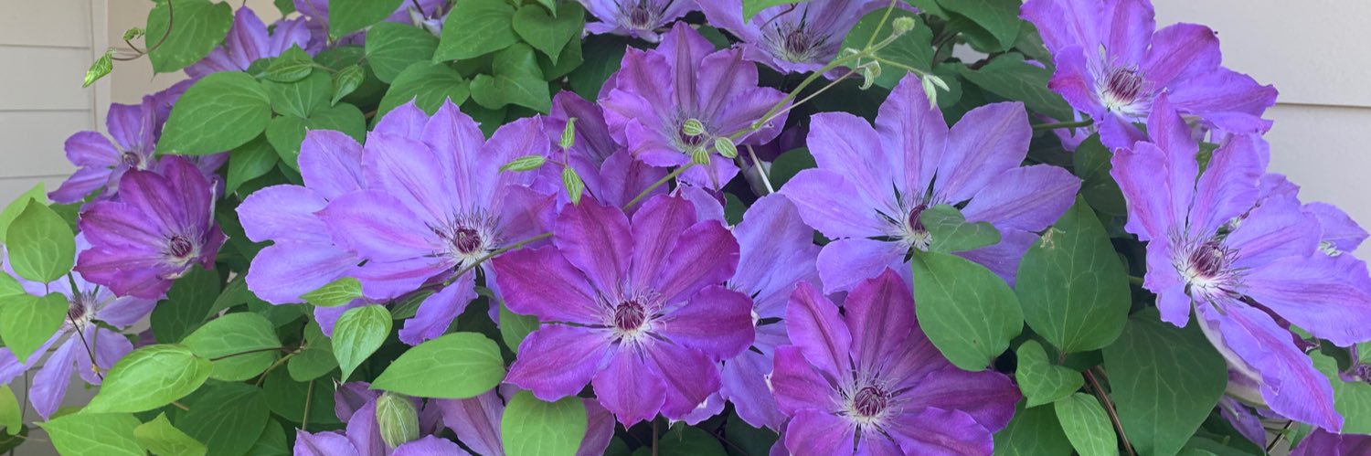 DebraJCox's profile banner image