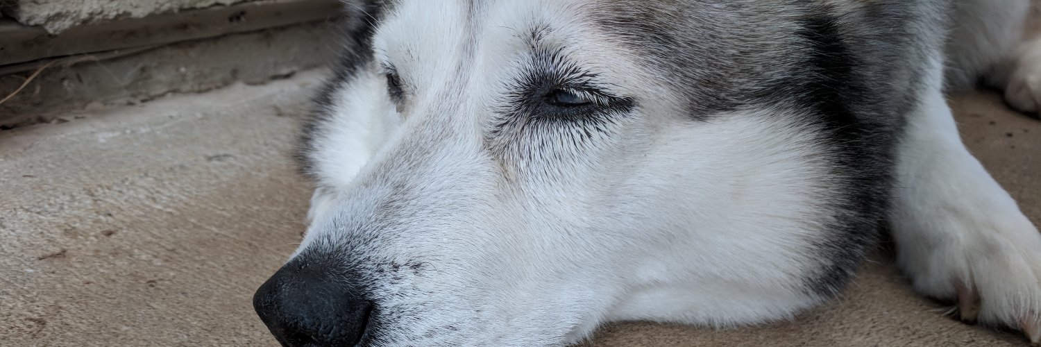 Elsa 🐶 banner
