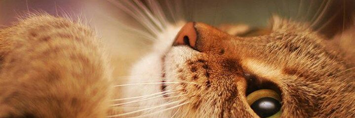 chelleneshin's profile banner image