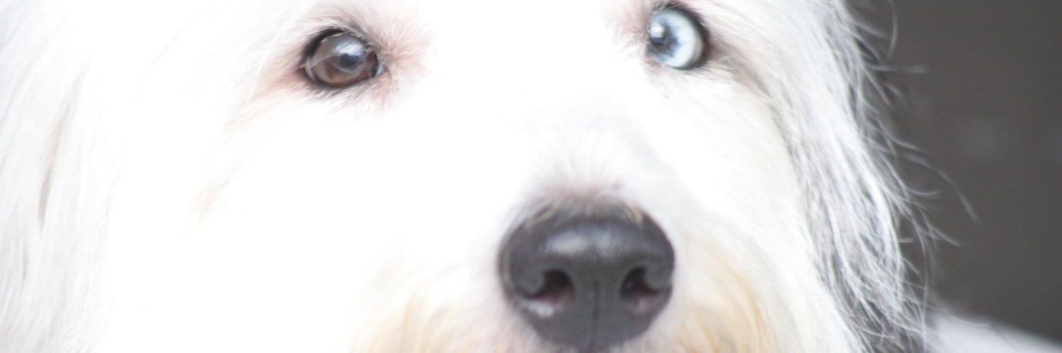 SherGallard's profile banner image